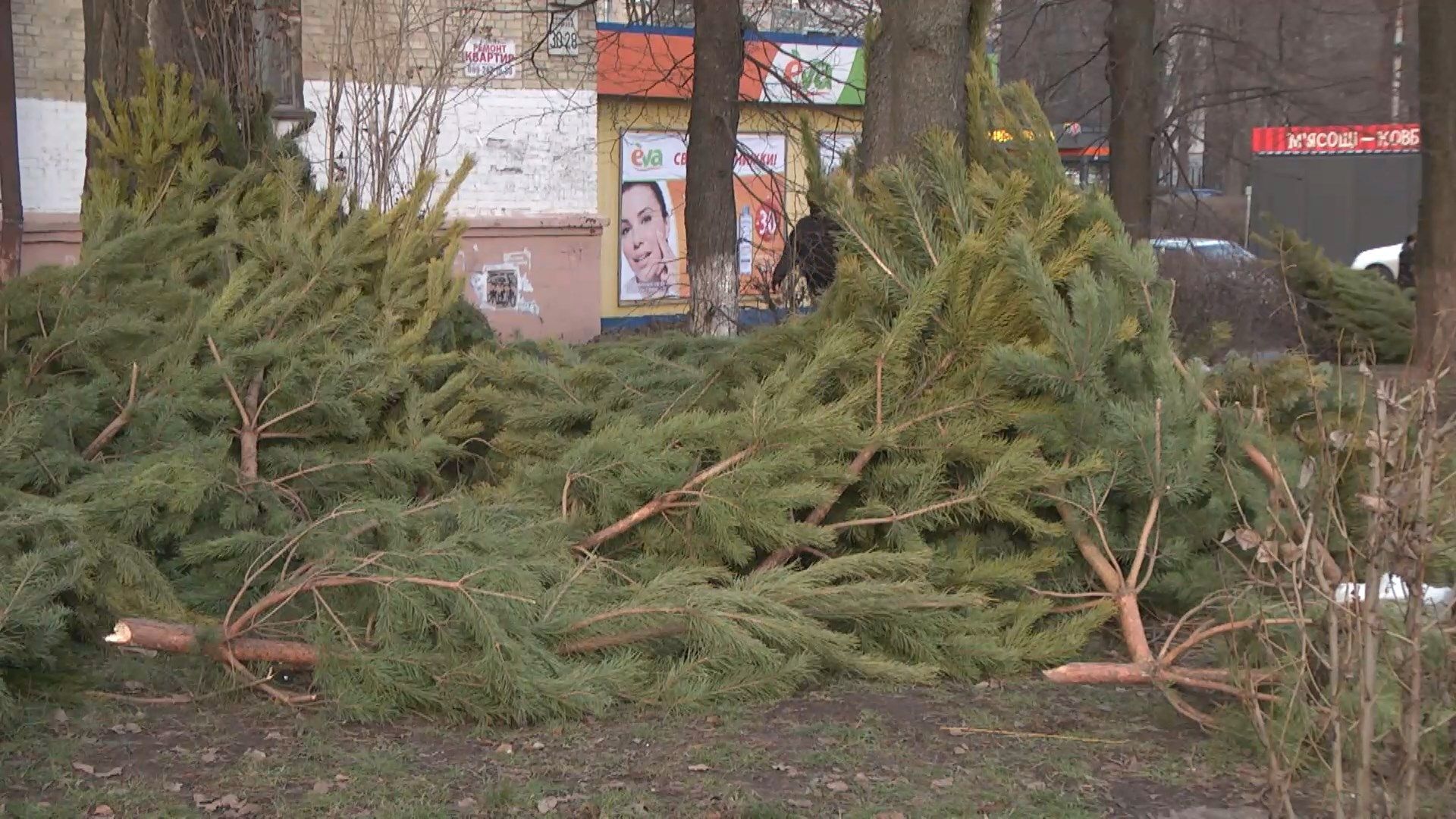 В Україні на вулицях міст залишили десятки нерозпроданих ялинок: обурливі фото В Україні на вулицях міст залишили десятки нерозпроданих ялинок: обурливі фото