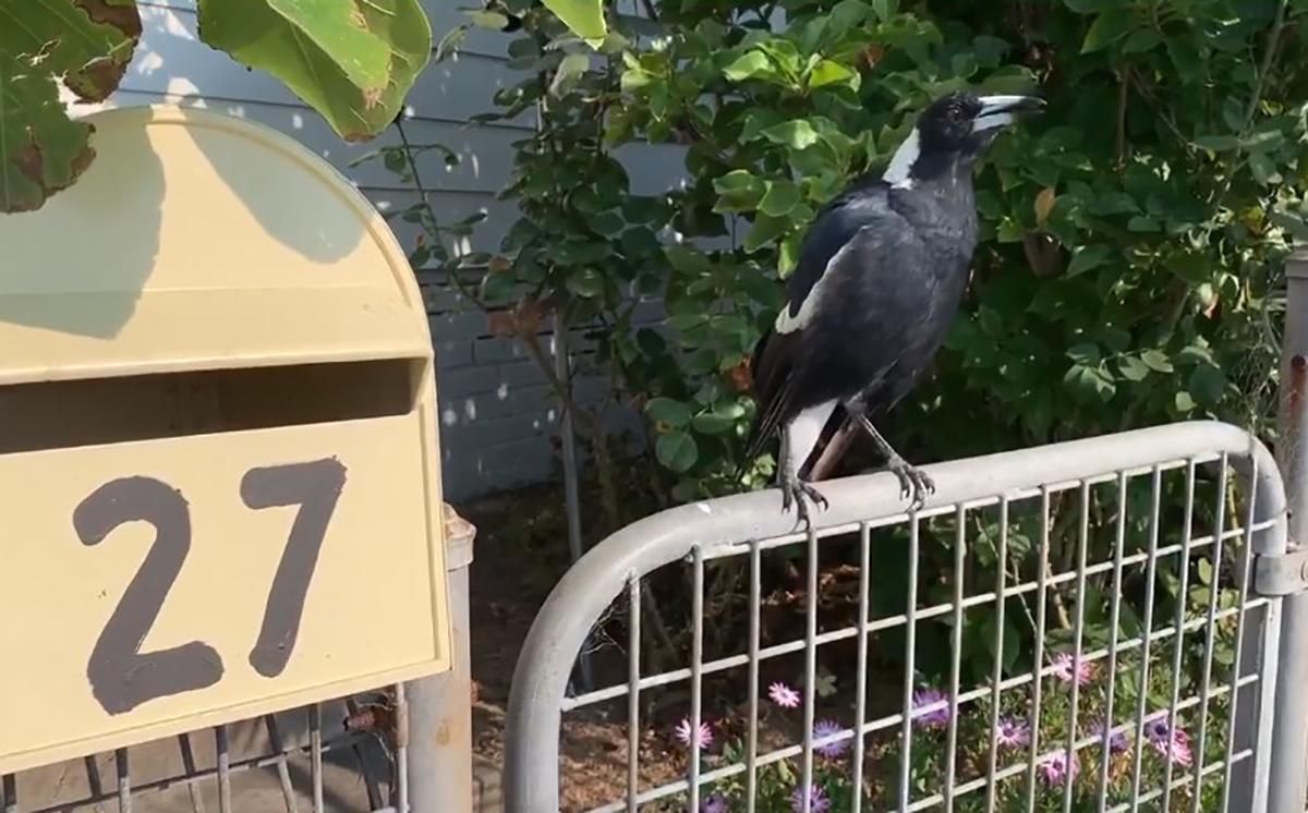 Австралія у вогні: птахи почали імітувати звуки сирен – унікальне відео Австралія у вогні: птахи почали імітувати звуки сирен – унікальне відео