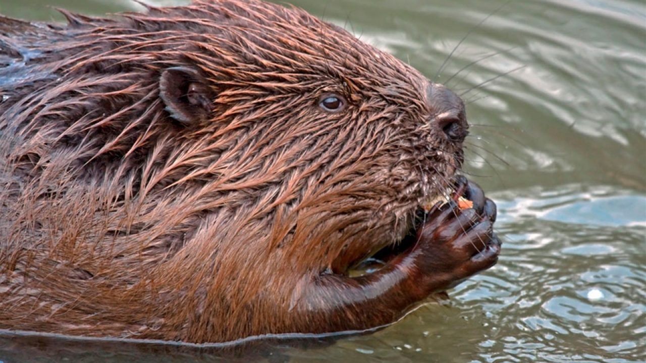 У Києві через аномальне тепло прокинувся бобер: тварина почала валити дерева – фото У Києві через аномальне тепло прокинувся бобер: тварина почала валити дерева – фото