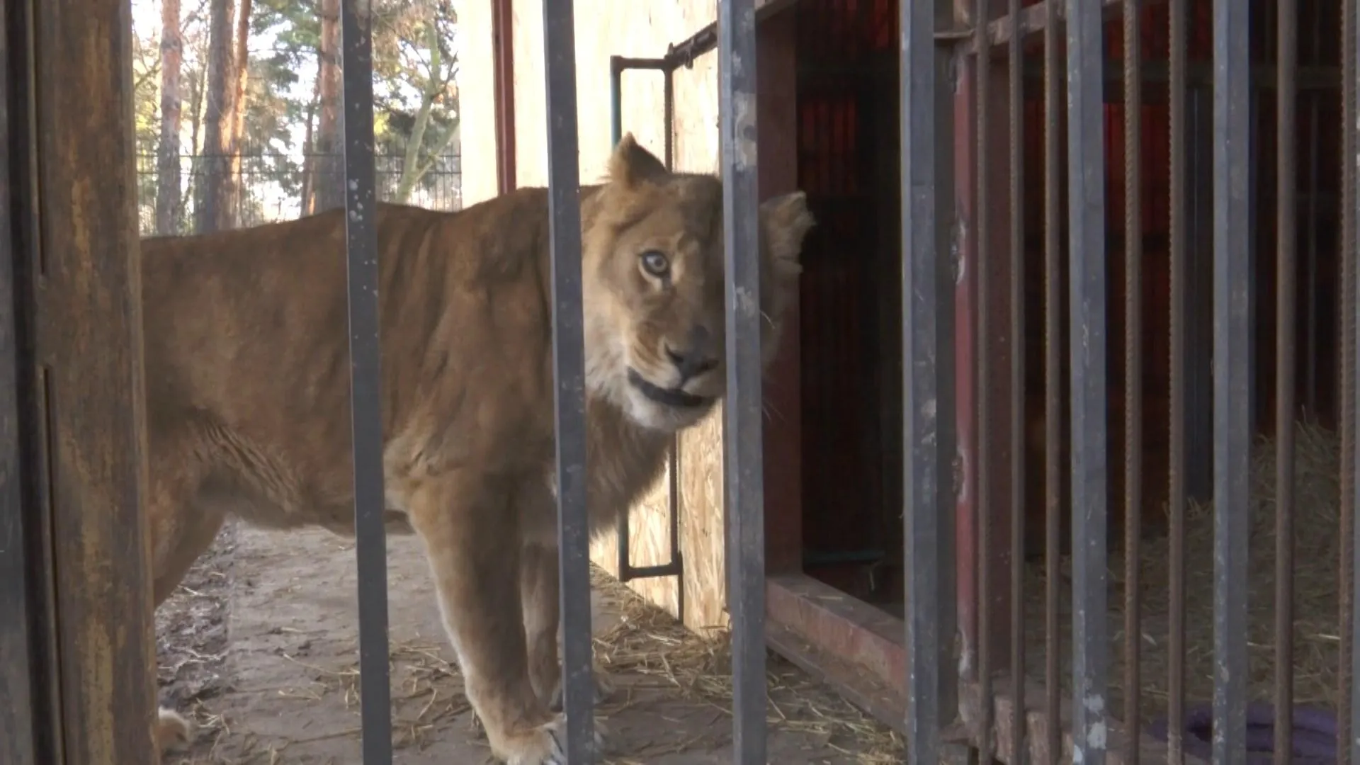тигри у києві тигри у києві