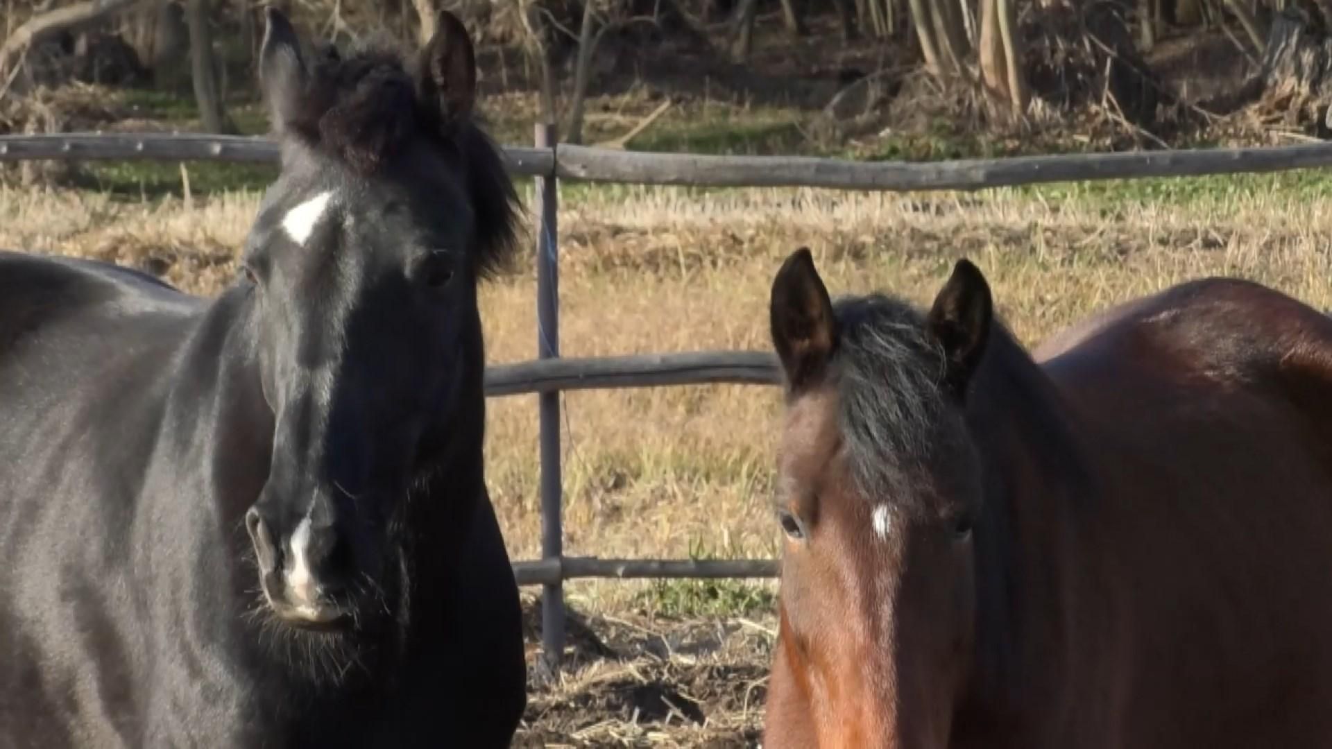 Як родина врятувала коней на Черкащині: захоплива історія