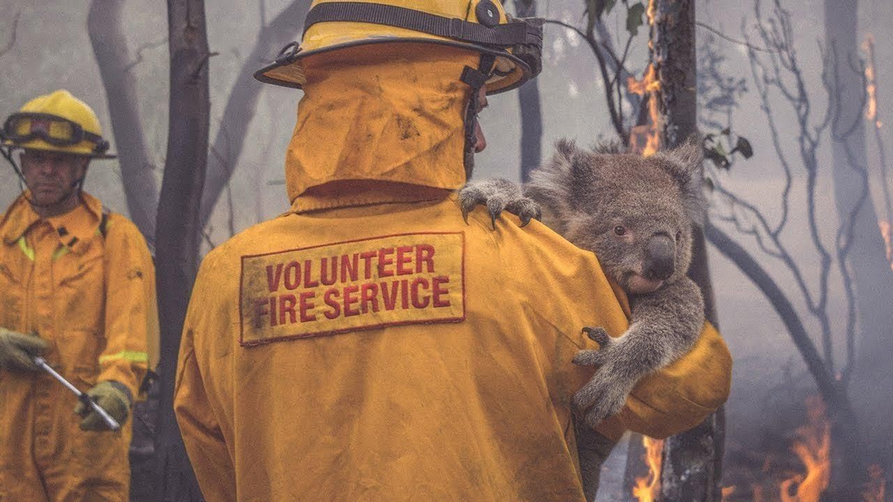 Нищівні пожежі в Австралії: скільки насправді тварин загинуло