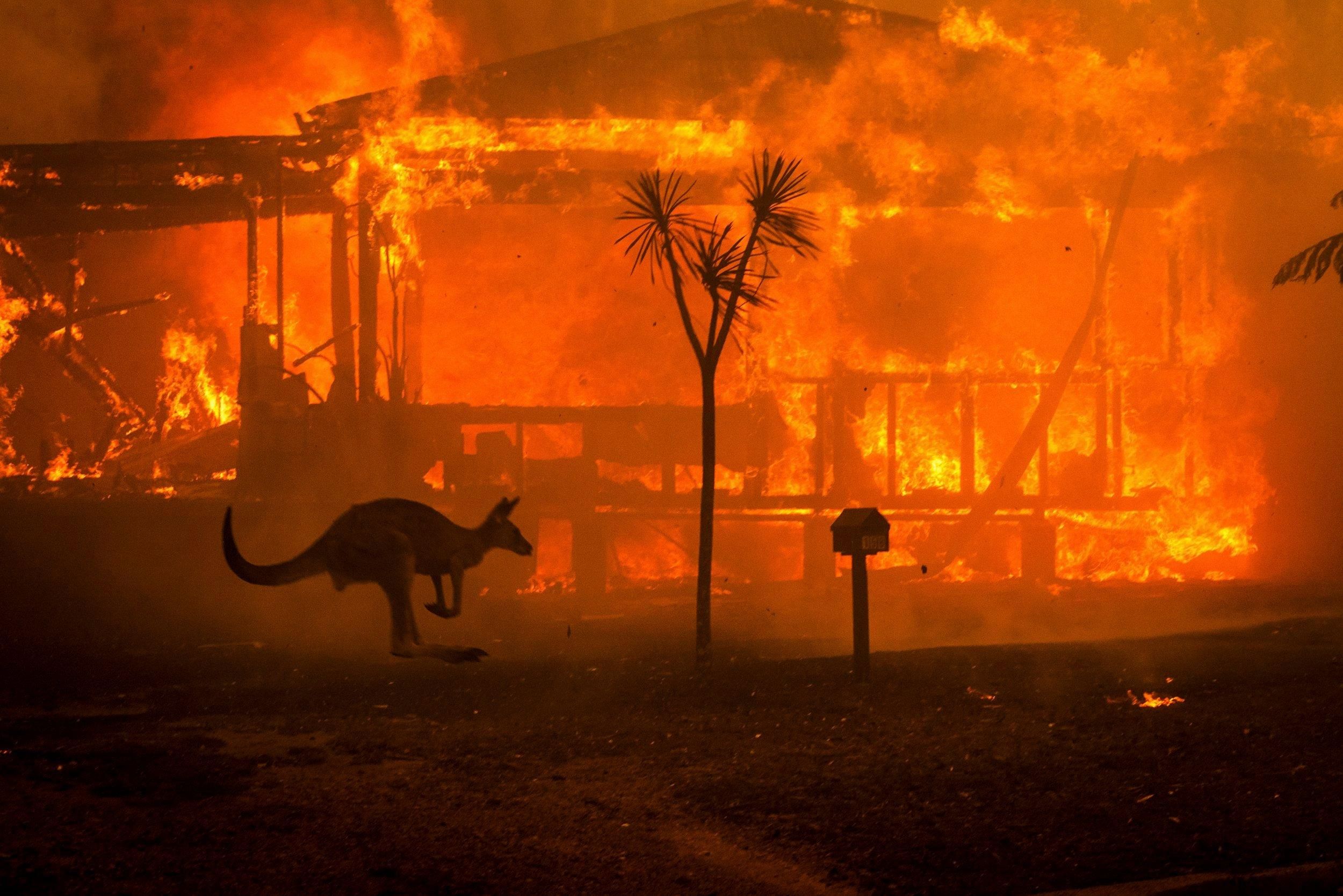 Ученые заявили уже о миллиарде погибших от огня животных в Австралии