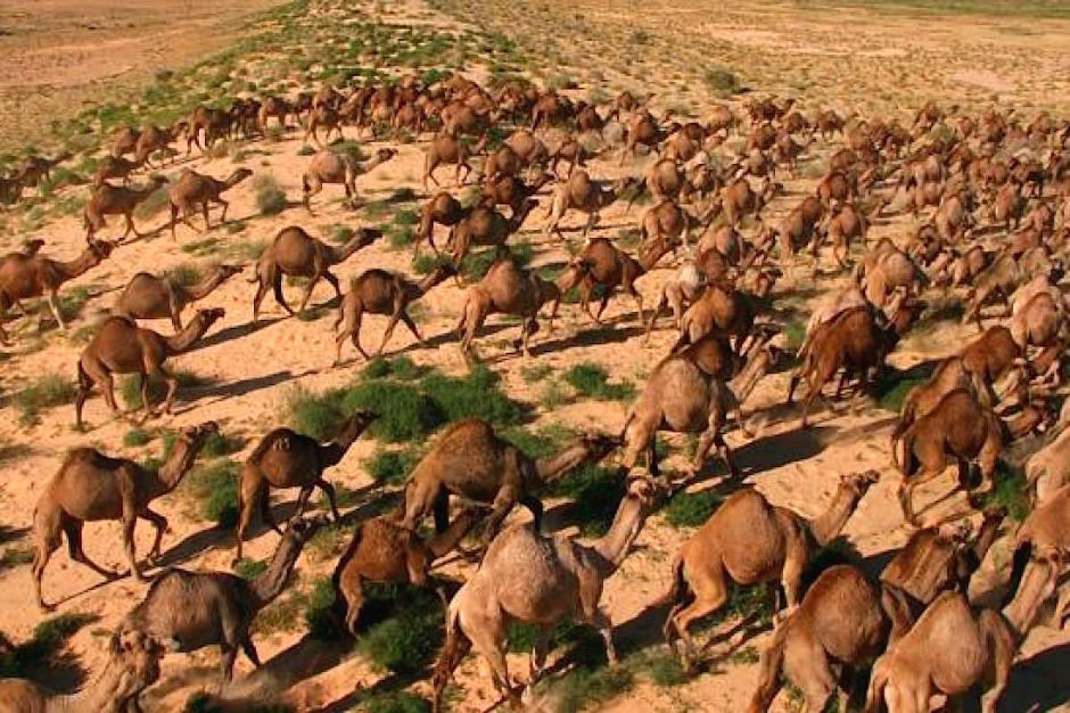 В Австралии тысячам верблюдов грозит отстрел из-за засухи: как их могут спасти
