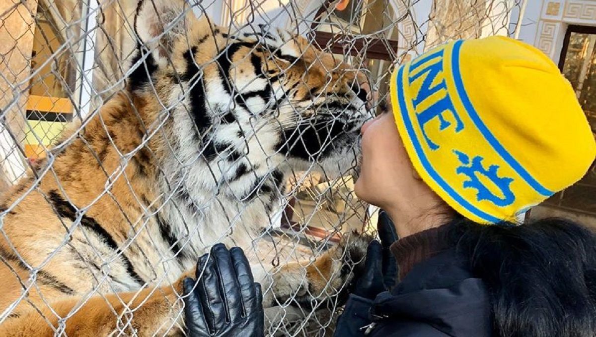 Брошенные в Киеве тигры нашли новый дом: фото и видео