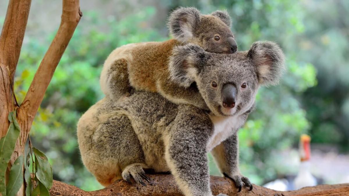 В Австралии животные бегут от лесных пожаров и живут рядом с людьми: трогательные видео
