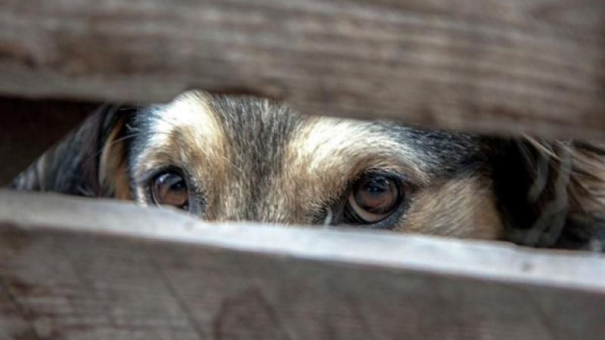 На Сумщине нашли мертвых животных с признаками насильственной смерти На Сумщине нашли мертвых животных с признаками насильственной смерти