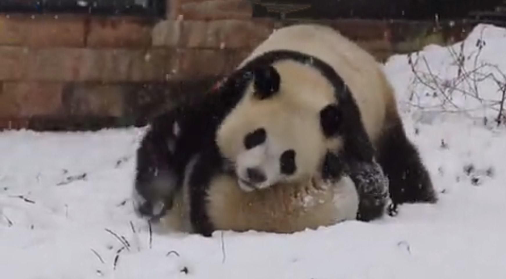 "Бои" панд: в сети появилось милое видео "Бои" панд: в сети появилось милое видео
