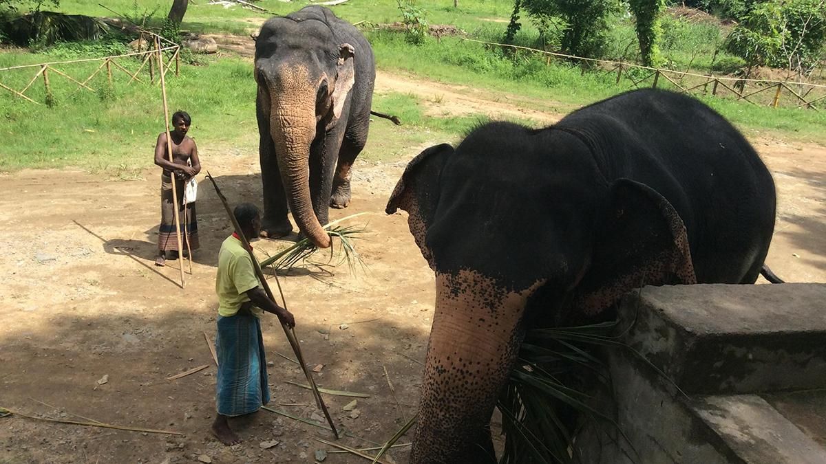 На Шрі-Ланці загинула рекордна кількість слонів у 2019 році