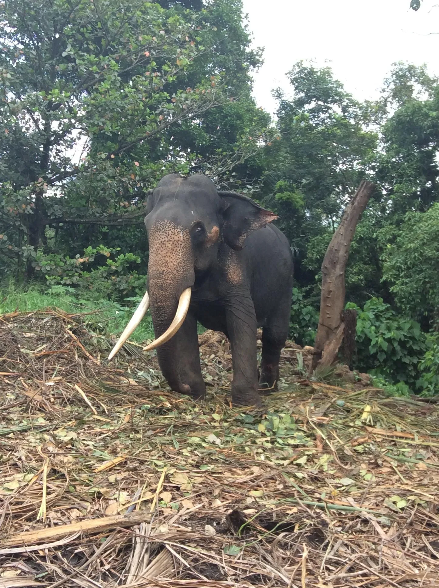 шрі-ланка слони вбивтсво шрі-ланка слони вбивтсво