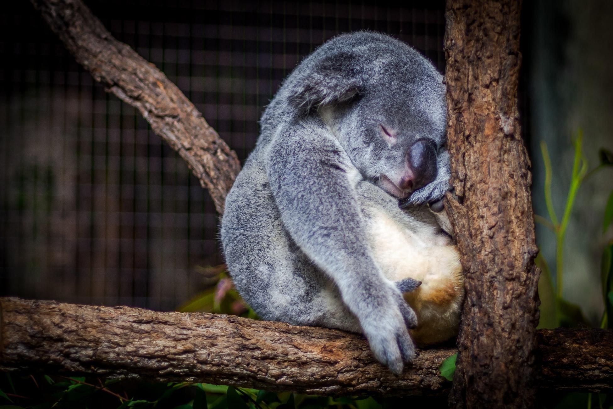 В некоторых регионах Австралии почти исчезают коалы