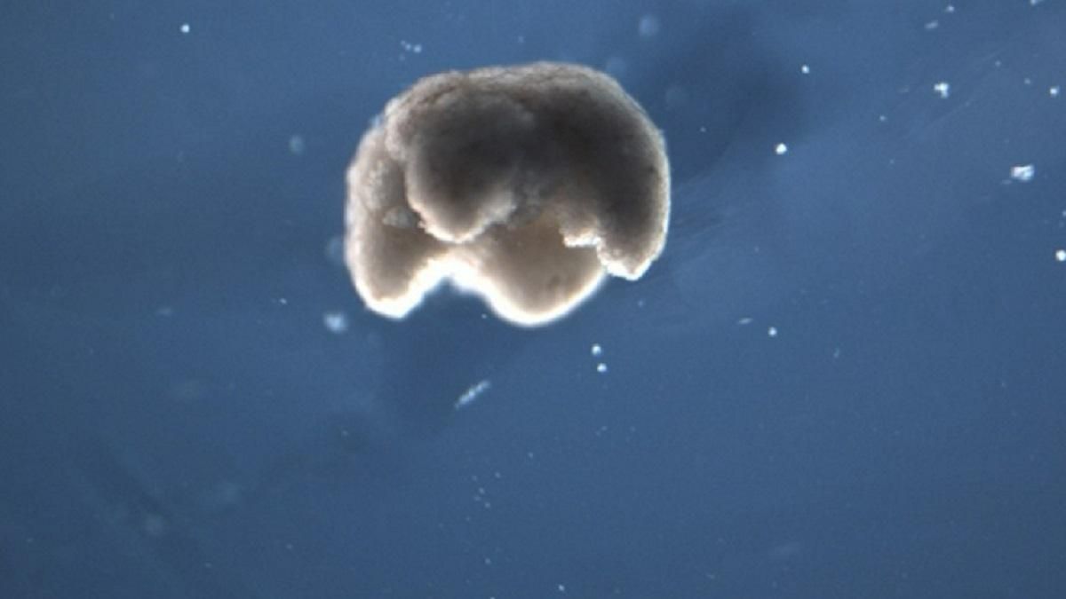 Вчені створили новий тип роботів: здатні до програмування живі машини Вчені створили новий тип роботів: здатні до програмування живі машини