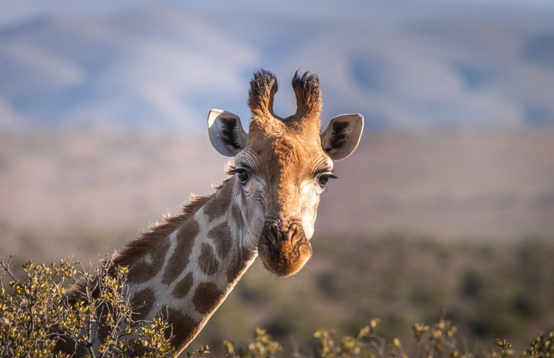 Храбрый жираф отбился от стаи львиц: увлекательное видео