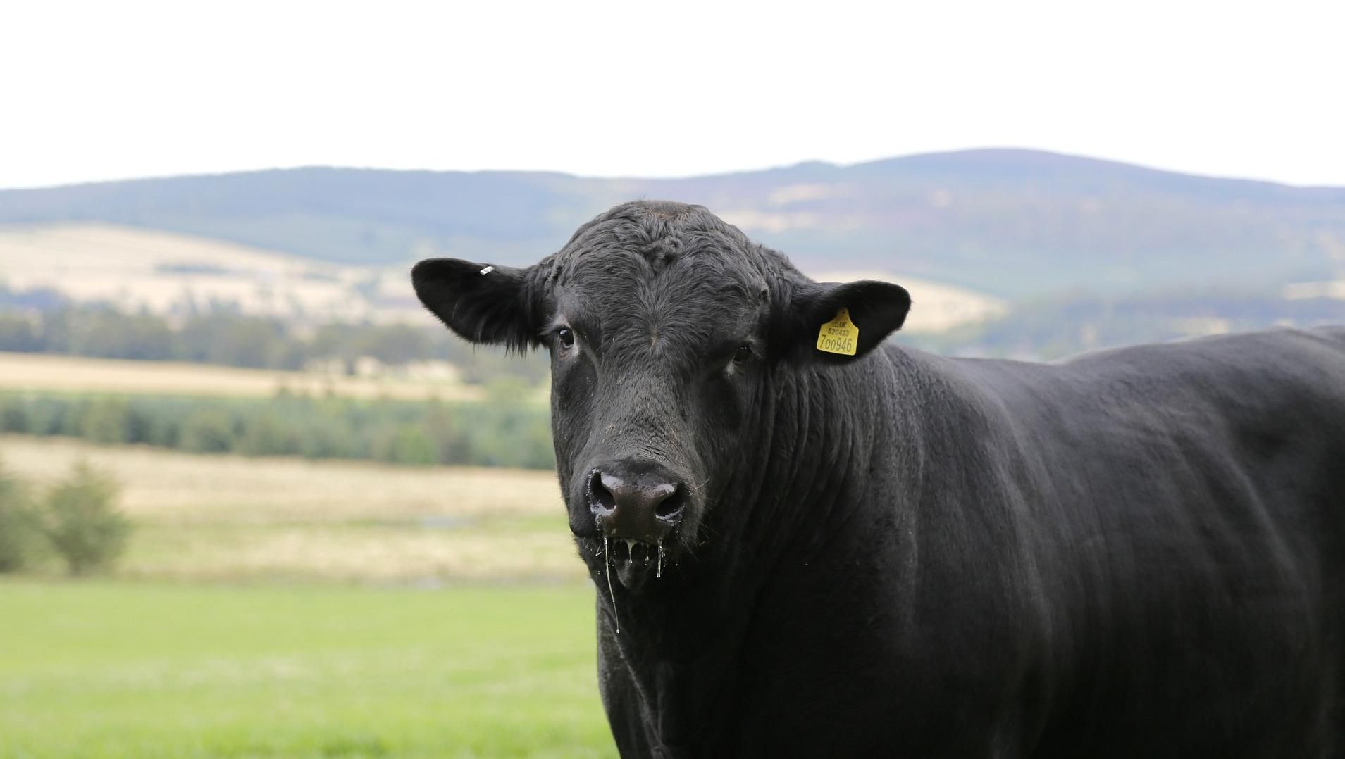 Бык перекрыл рельсы и остановил поезда в Шотландии: курьезное видео Бык перекрыл рельсы и остановил поезда в Шотландии: курьезное видео