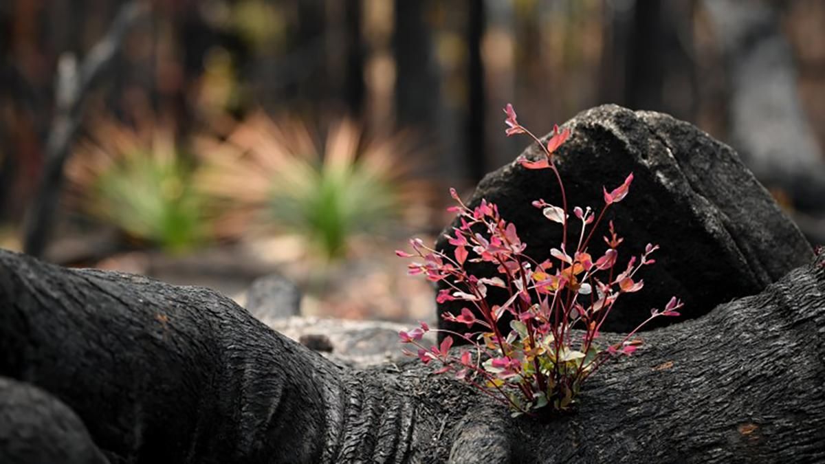 Леса восстанавливаются после пожара в Австралии: волшебные фото
