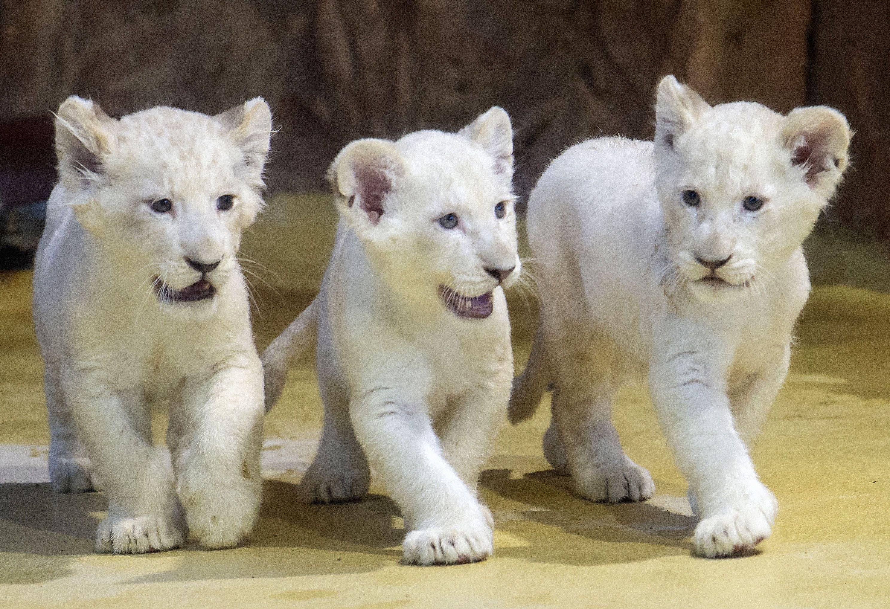 В немецком зоопарке показали редких белых львят: милые фото