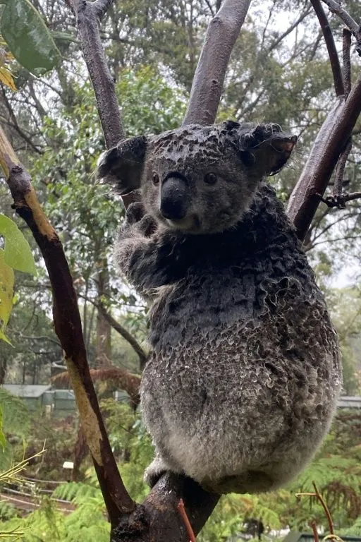 коала австралія пожежа зливи тварини