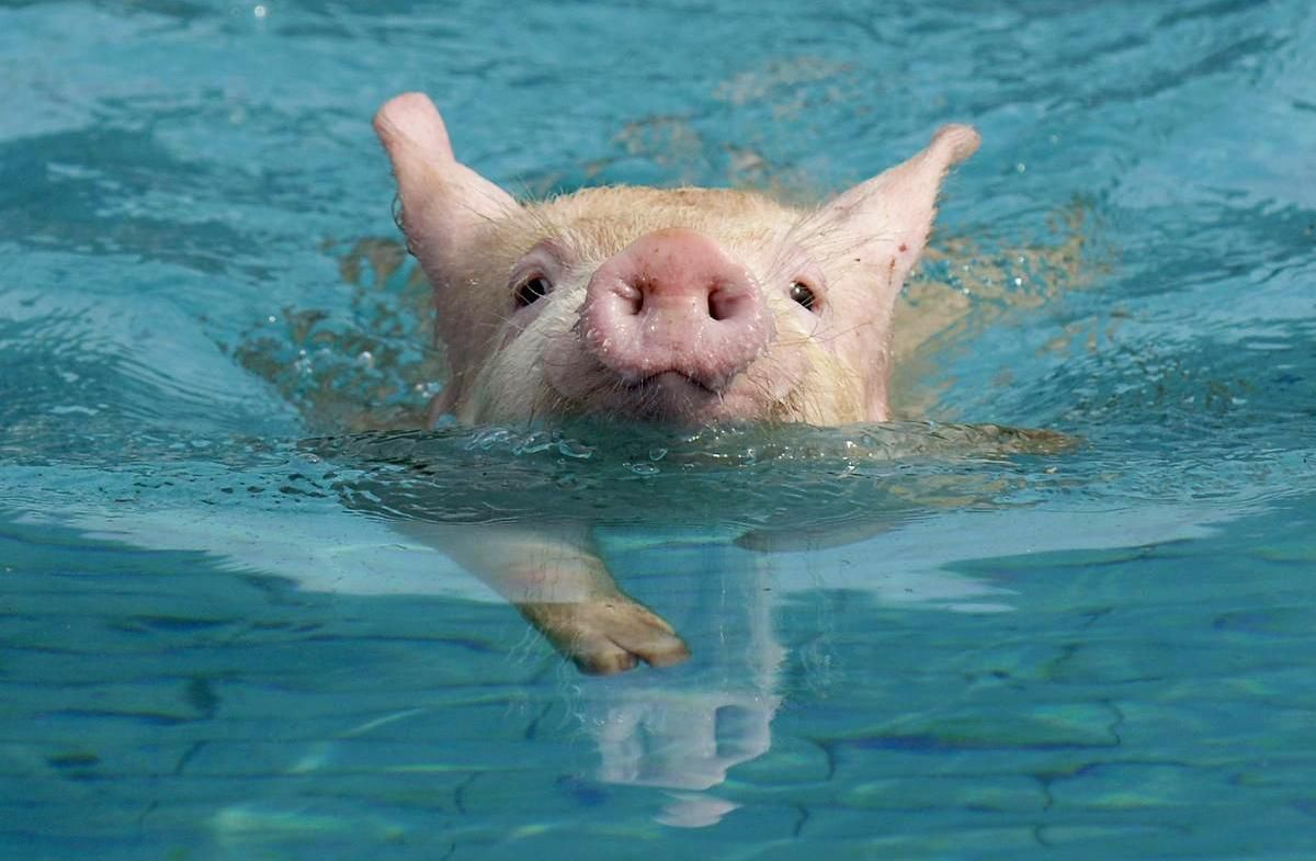 В бассейн миллионера с вертолета сбросили свинью: видео В бассейн миллионера с вертолета сбросили свинью: видео