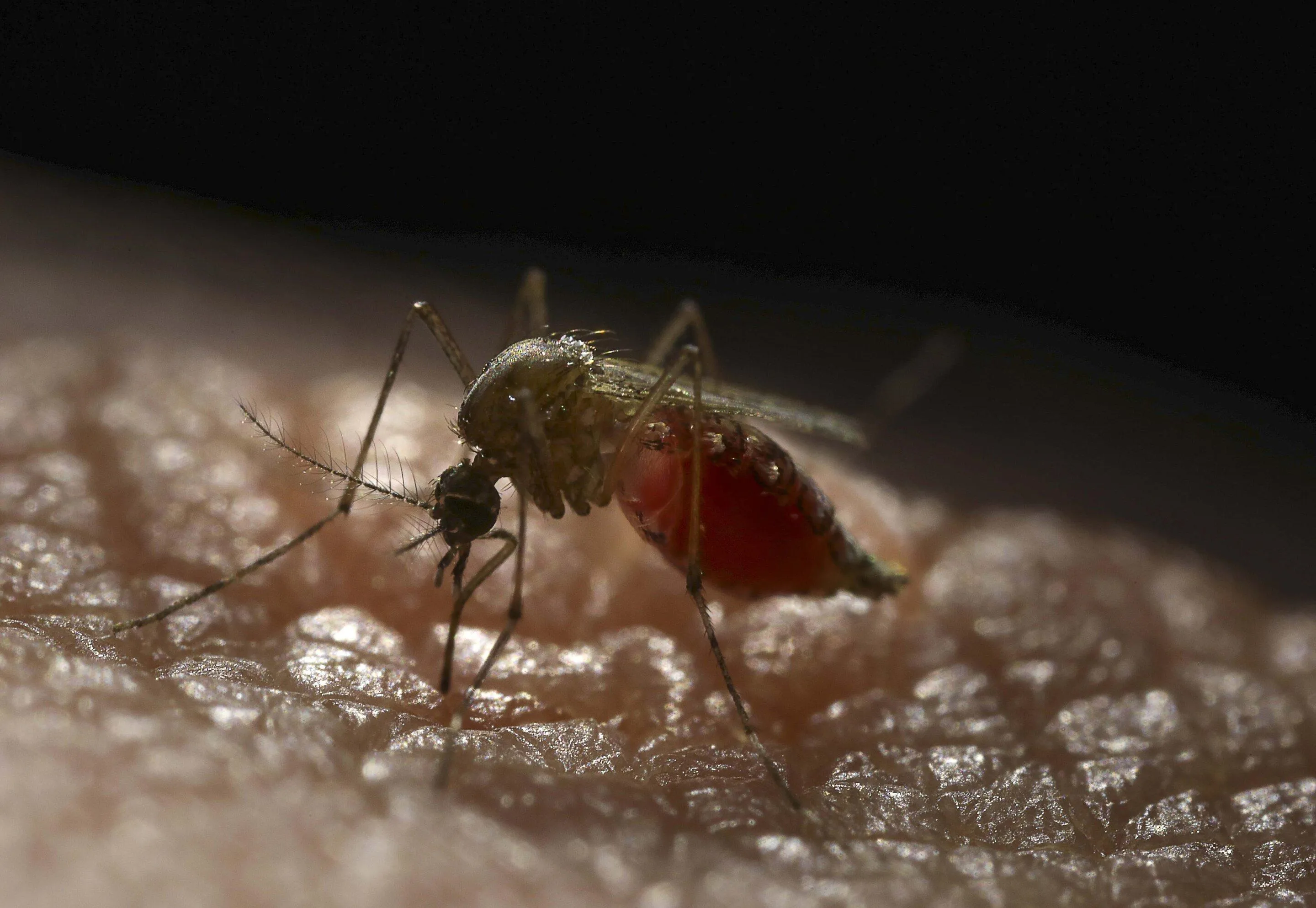 Комарі вірус денге