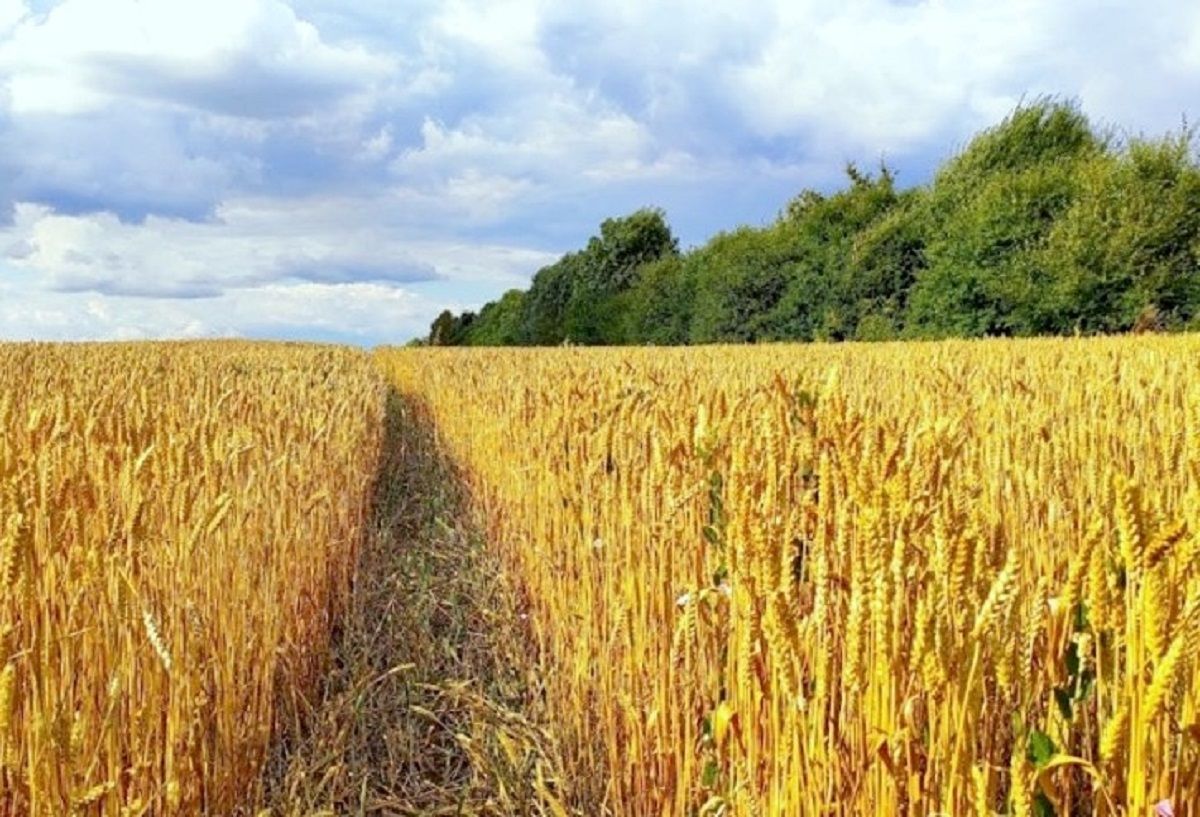 Нинішня зима одна з найтепліших за десятиріччя Нинішня зима одна з найтепліших за десятиріччя