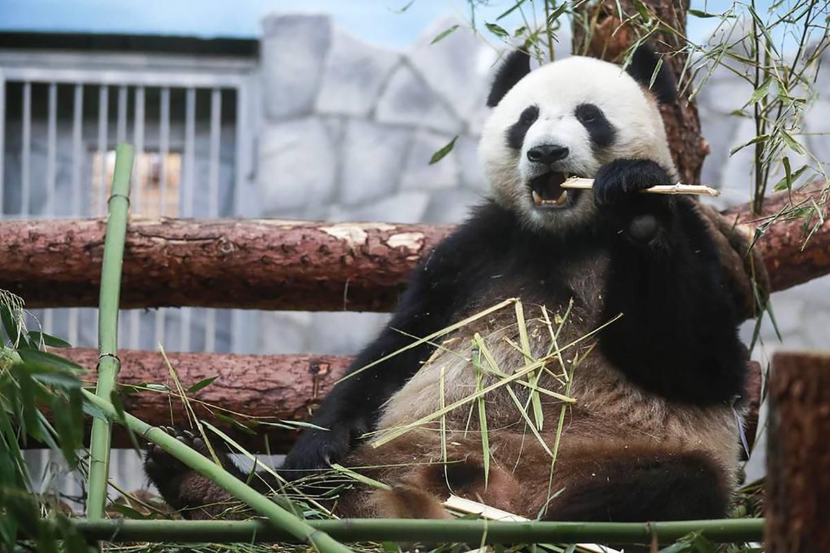 Панда  в Московському зоопарку  впала з ялинки- відео