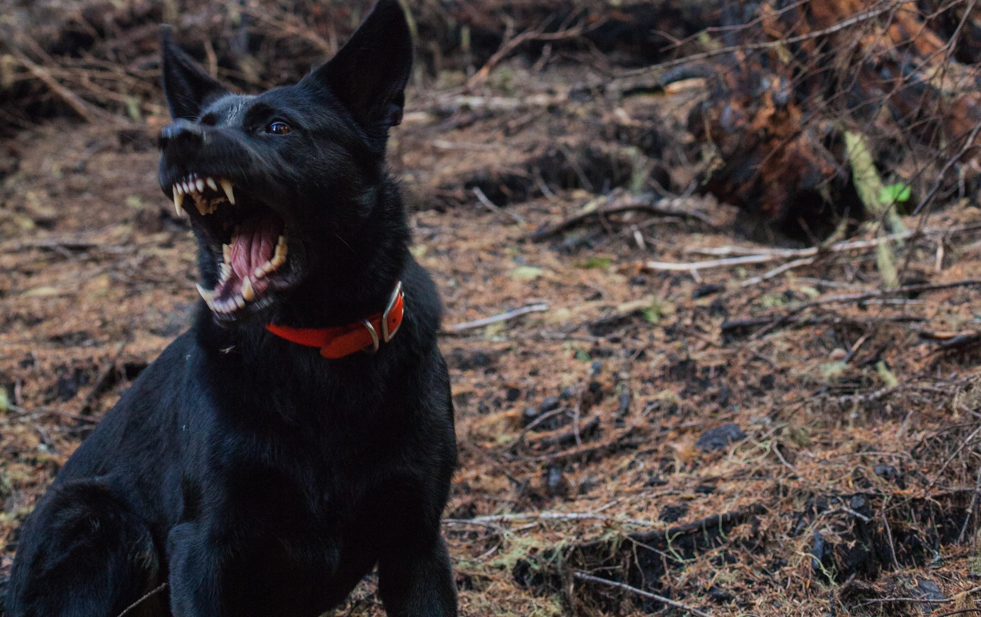 На Харьковщине 11 человек пострадали от укусов бешеных животных На Харьковщине 11 человек пострадали от укусов бешеных животных