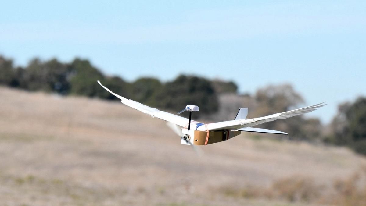 Робототехники создали дрон с крыльями на перьях голубя