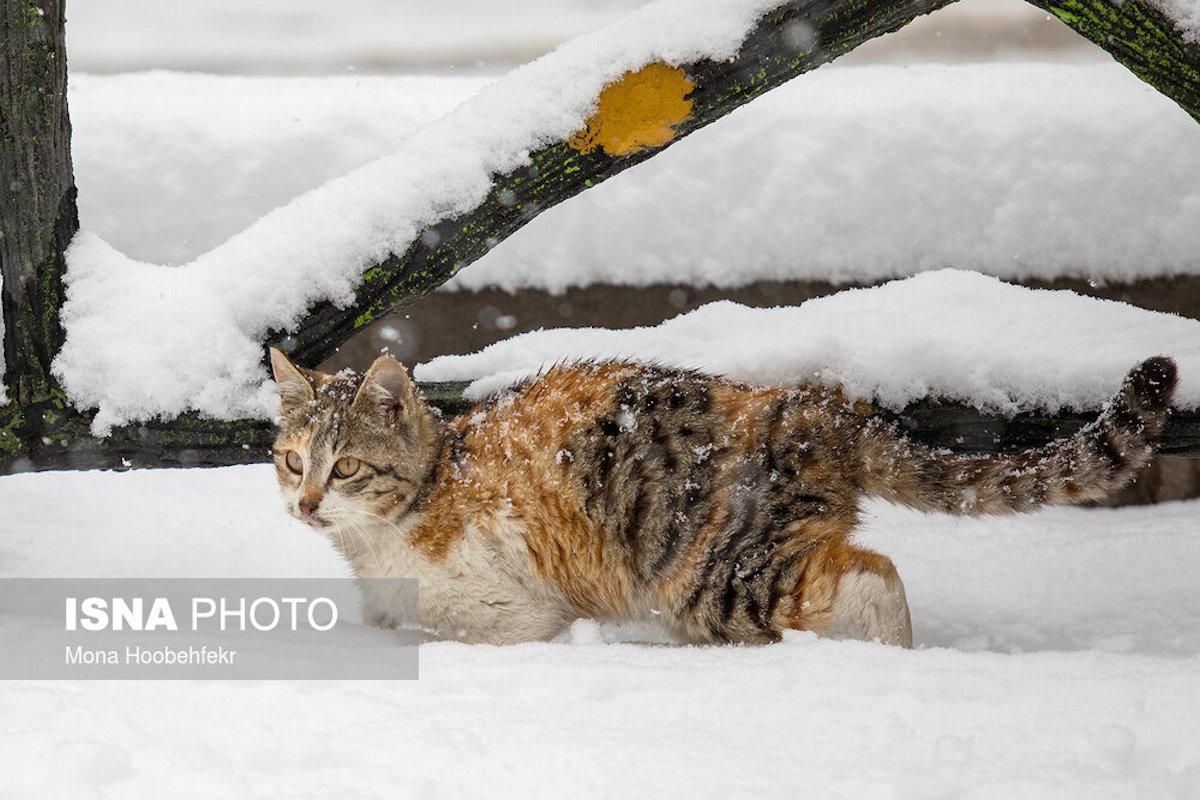 Тегеран засыпало снегом, закрыли аэропорт, но люди радуются: красноречивые фото Тегеран засыпало снегом, закрыли аэропорт, но люди радуются: красноречивые фото