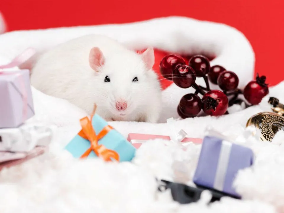 китайський новий рік китайський новий рік