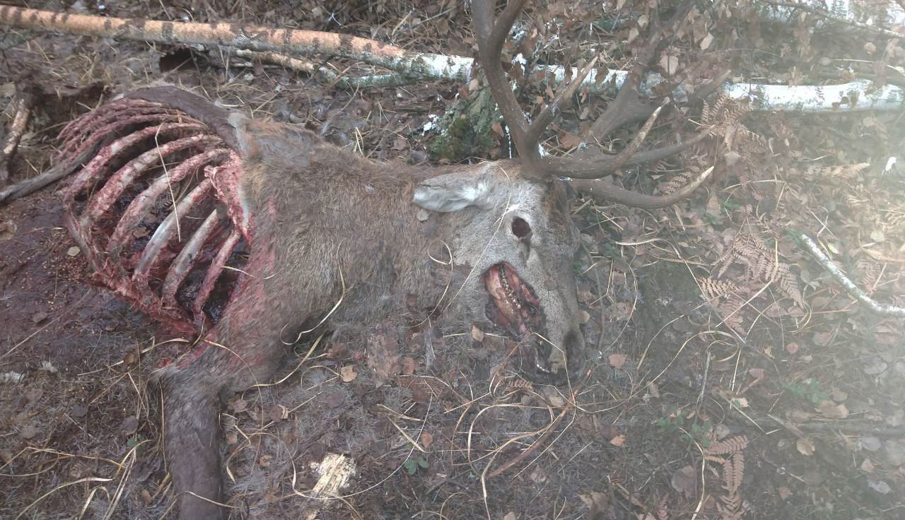 У резиденції президента біля Києва мисливці вистрілюють тварин: фото 18+