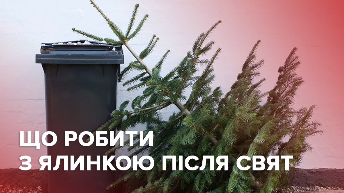 Ялинки небезпечно викидати на смітник: що робити з деревом після свят Ялинки небезпечно викидати на смітник: що робити з деревом після свят