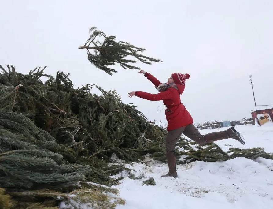 Чому ялинки небезпечно викидати на смітник Чому ялинки небезпечно викидати на смітник