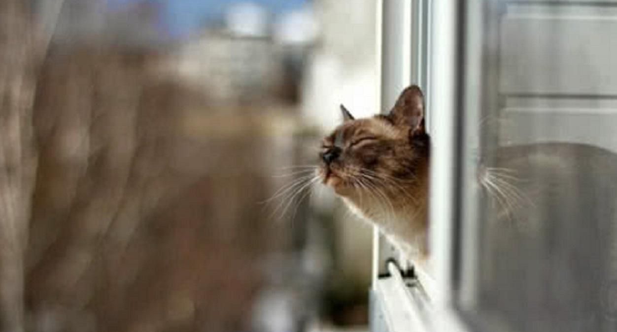 Погода 24 січня 2020 Україна: яку погоду обіцяє синоптик Погода 24 січня 2020 Україна: яку погоду обіцяє синоптик