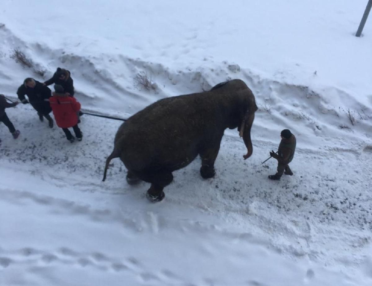 Слон разгуливал посреди заснеженного Екатеринбурга: фото и видео с гигантским беглецом