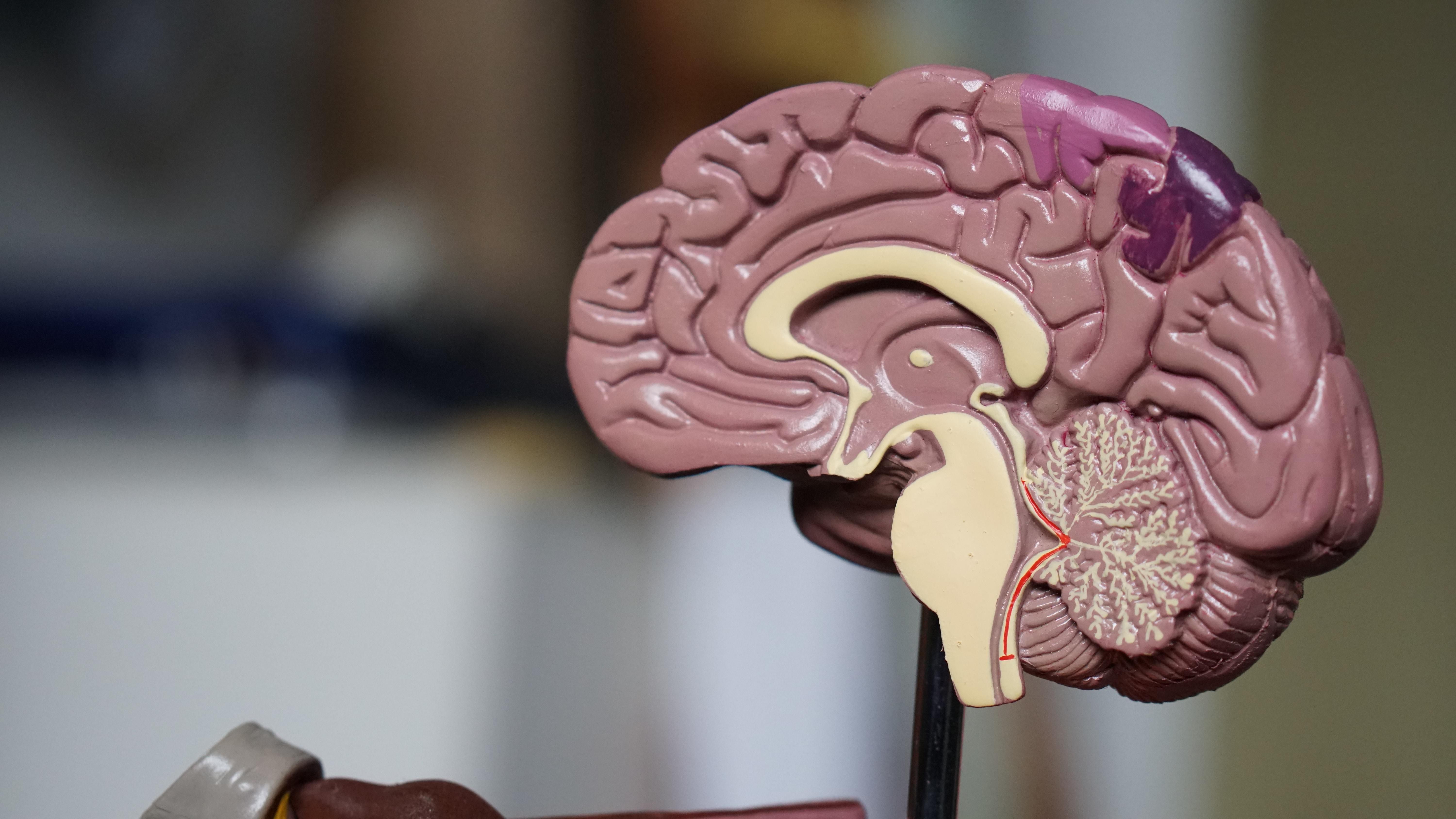 Представили самую большую в мире 3D-карту мозга: видео