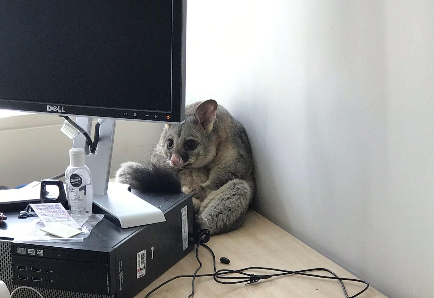 Меми – звідки взялися меми про посума Меми – звідки взялися меми про посума