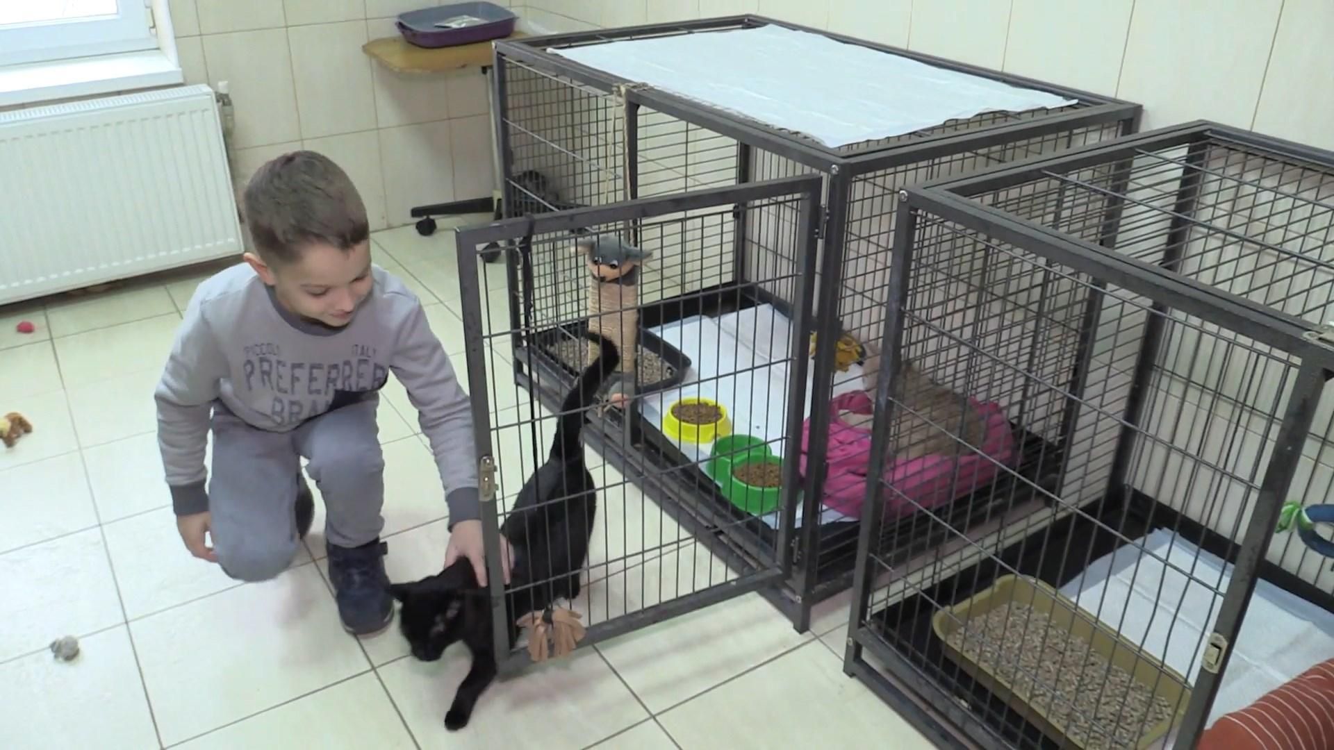 Кототерапія в Черкасах: ветклініка запрошує пообіймати тварин Кототерапія в Черкасах: ветклініка запрошує пообіймати тварин