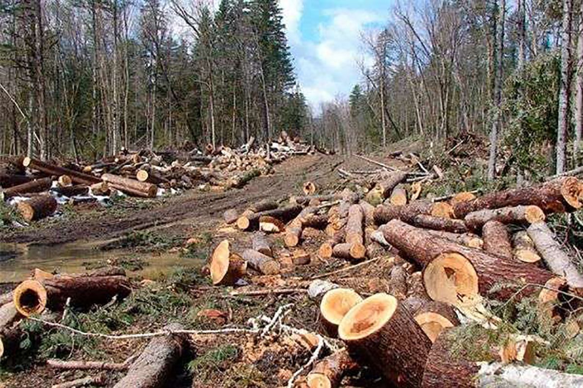 Вирубали ліс на 2 мільйони гривень: чиновникам на Львівщині оголосили про підозру