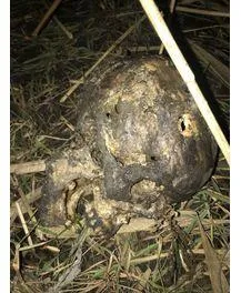 скелет труп скелет труп