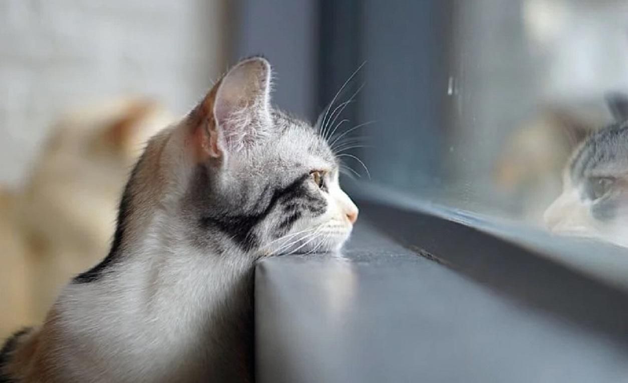 Погода 4 лютого 2020 Україна: яку погоду обіцяє синоптик Погода 4 лютого 2020 Україна: яку погоду обіцяє синоптик