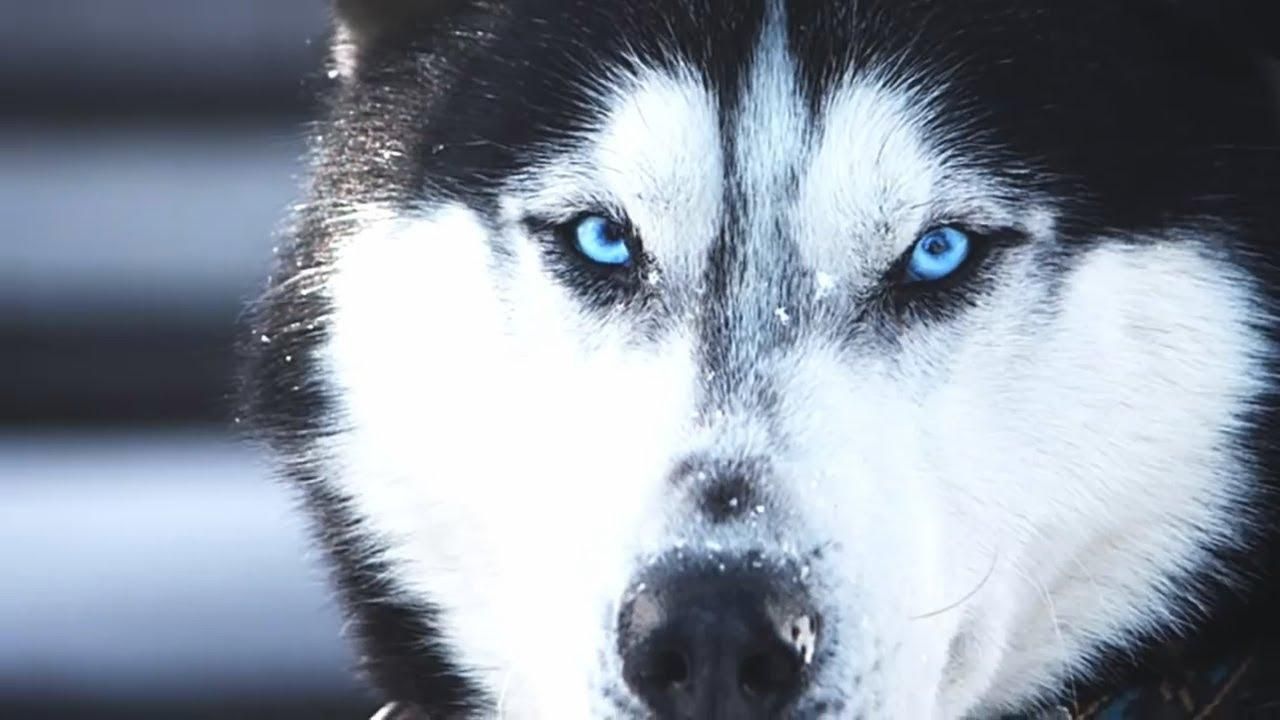 У Тернополі собака покусав 9-річного хлопчика за обличчя У Тернополі собака покусав 9-річного хлопчика за обличчя