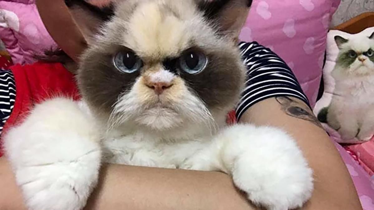 Кішка Мяу-Мяу, яка схожа на Grumpy Cat: фото кішки з інстаграму