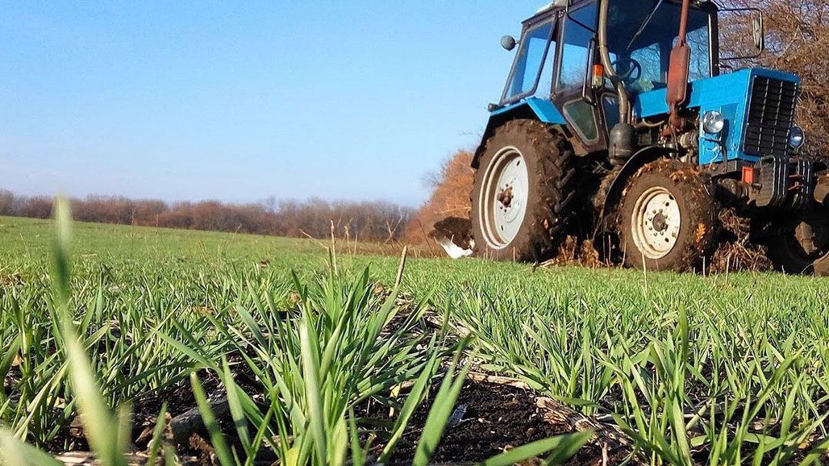 Наслідки теплої зими для врожаю: які є загрози для озимих культур