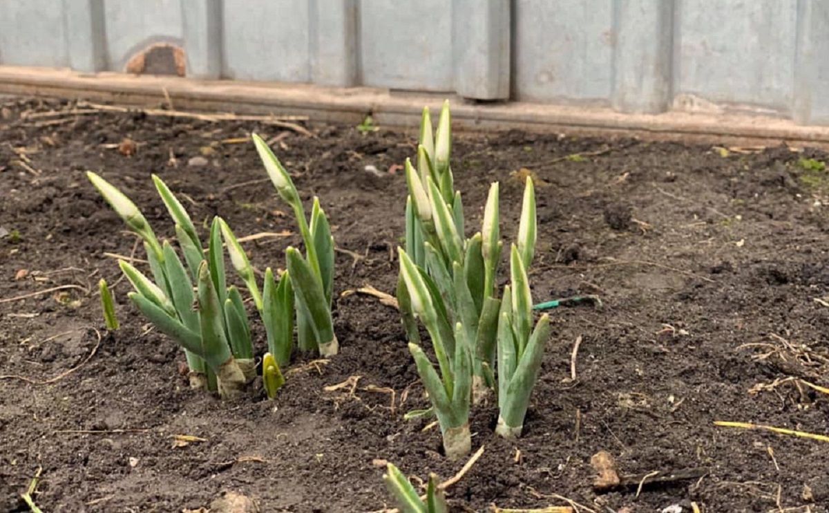 Тепла зима в Україні: на Чернігівщині зацвіли підсніжники – фото Тепла зима в Україні: на Чернігівщині зацвіли підсніжники – фото