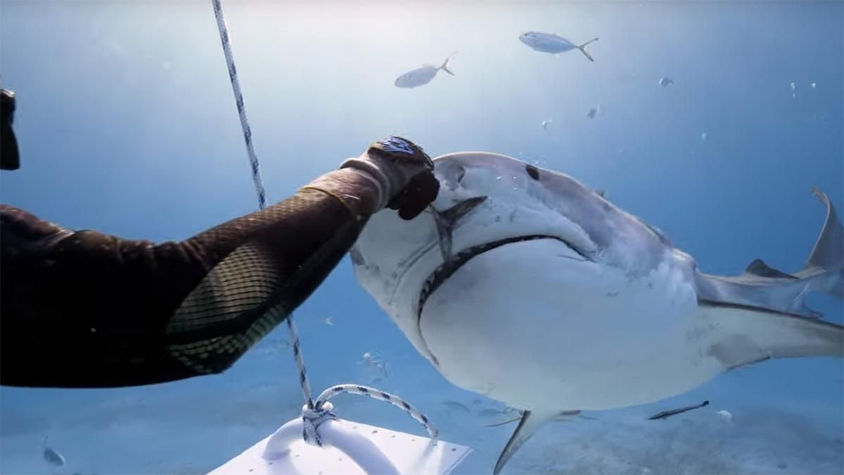 Дайвер погодував з рук ніжну тигрову акулу: відео