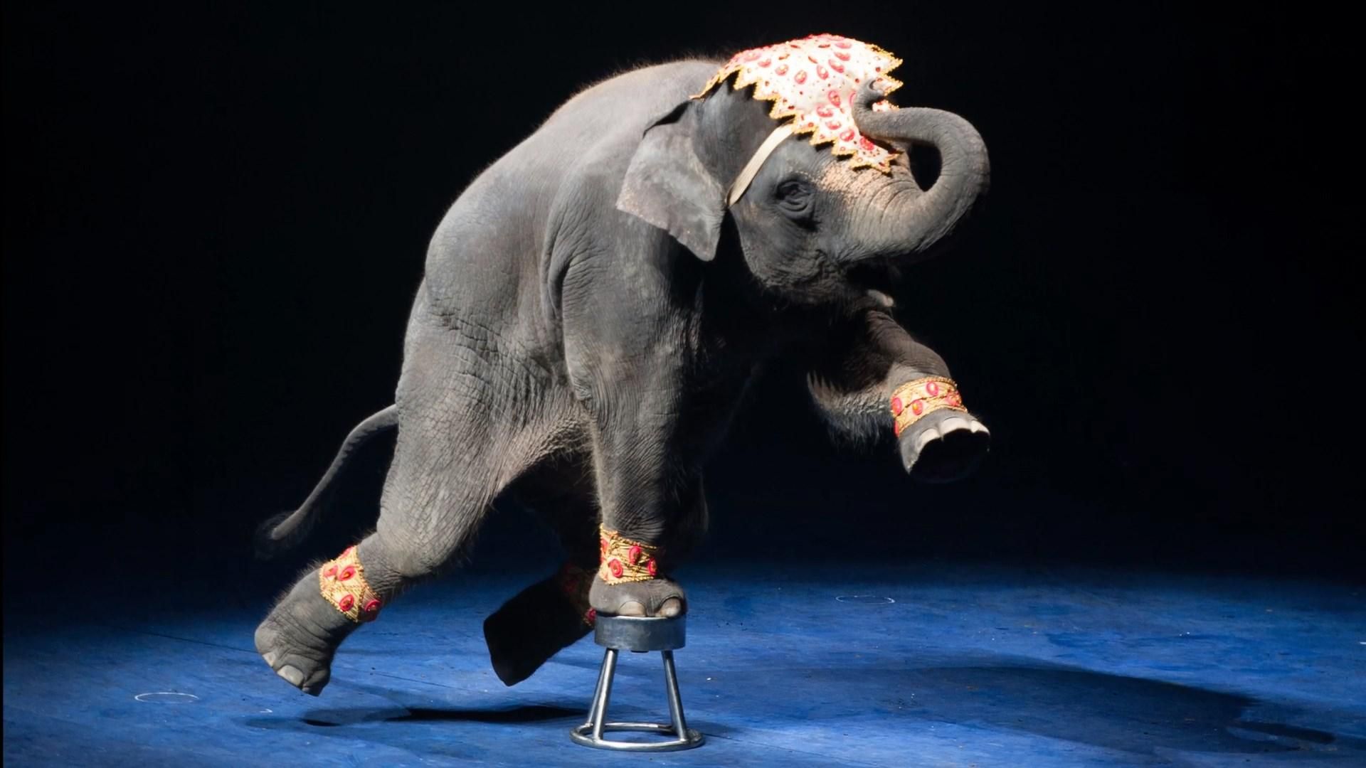 Жорстокі тортури і години тренувань: чому необхідно відмовитися від тварин у цирках