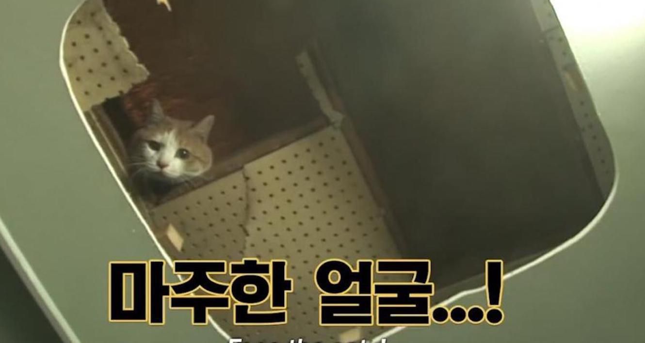Два роки у стінах торгового центру: дивовижний порятунок кота у Південній Кореї – відео