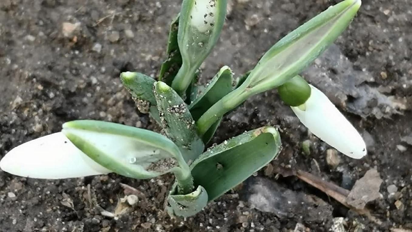 В Николаевском зоопарке расцвели подснежники: нежные фото В Николаевском зоопарке расцвели подснежники: нежные фото