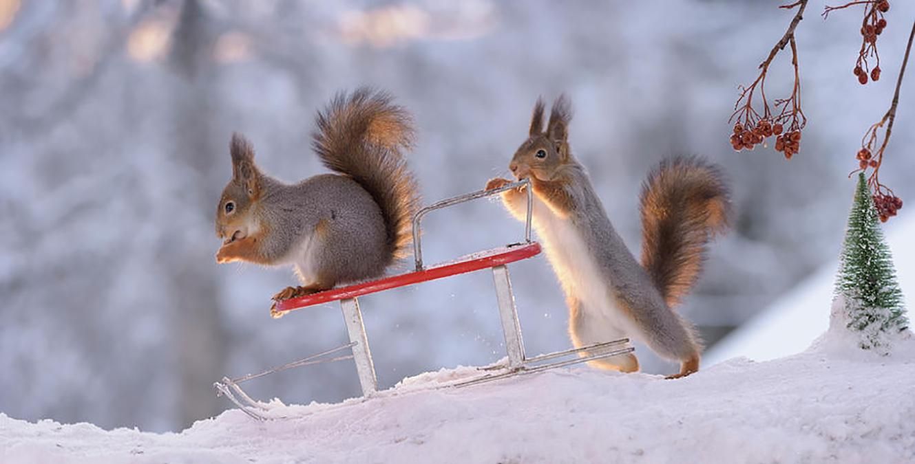 Погода на февраль 2020 – прогноз погоды на февраль в Украине Погода на февраль 2020 – прогноз погоды на февраль в Украине