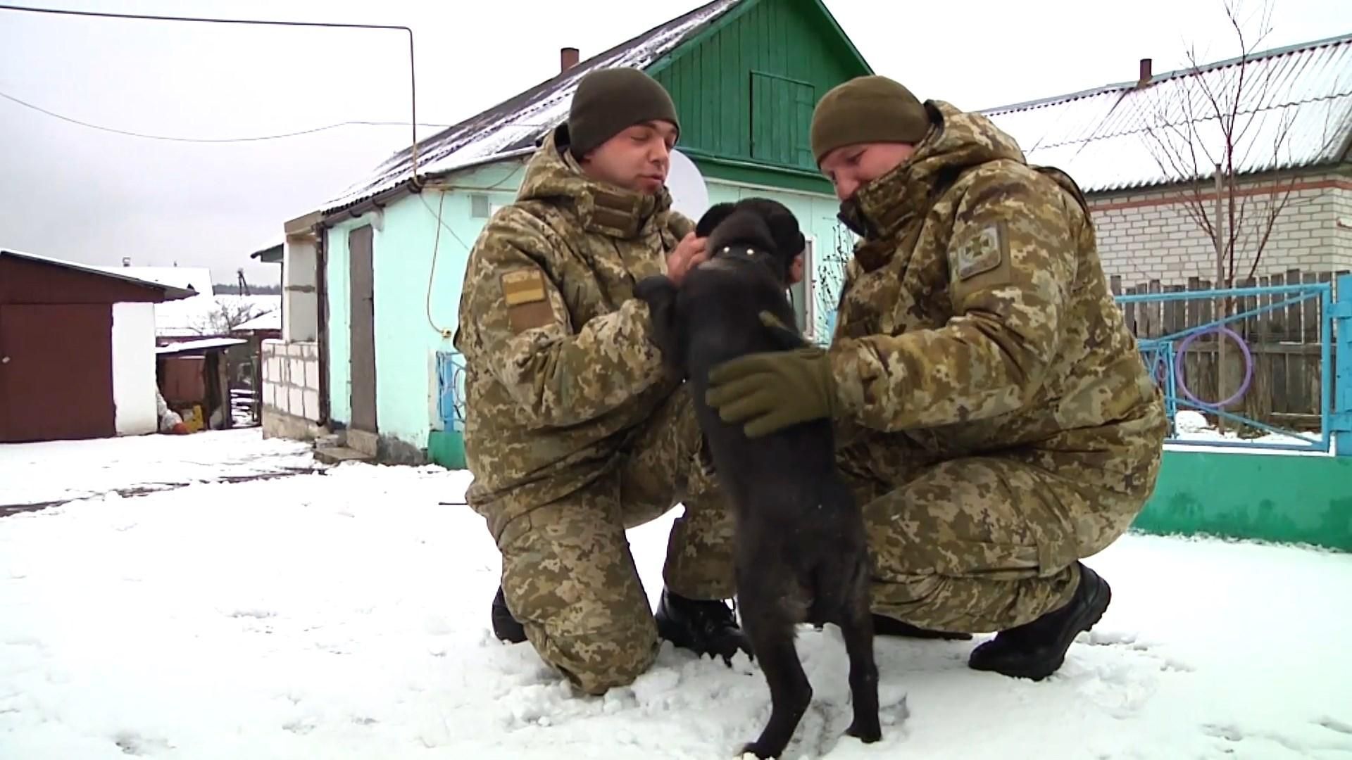 Замотали скотчем и выбросили: пограничник спас щенка из лесополосы Замотали скотчем и выбросили: пограничник спас щенка из лесополосы